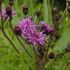 Image result for Polygala transvaalensis
