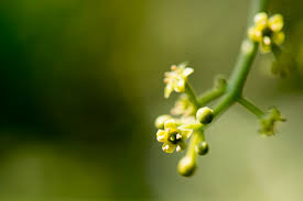 Image result for Pentarhopalopilia