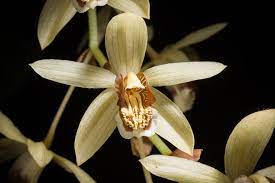 Pin On Coelogyne