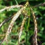 Image result for Euclasta condylotricha