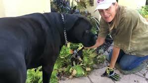 Image result for Synadenium cameronii