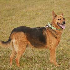 Wir haben es oft nicht leicht mit diesen. Tiere Suchen Ein Zuhause Extra Lb