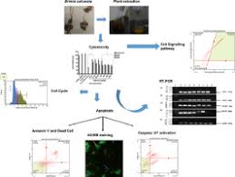 Image result for Drimia calcarata