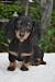 Black And Cream Long Haired Dachshund