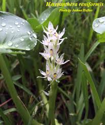 Image result for Heteranthera