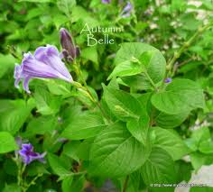 Image result for Asystasia intrusa