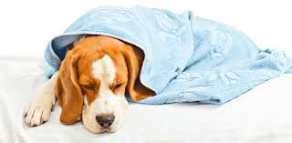 Check spelling or type a new query. Home Remedies How To Treat Your Dog S Upset Stomach At Home Canine Campus Dog Daycare Boarding