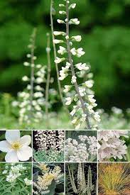Moon Garden Plants Moon Garden Plants Night Blooming Flowers