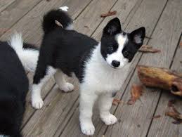 The purebred karelian bear dog. Remy The Karelian Bear Dog Bear Dog Karelian Bear Dog Dog Breeds