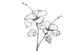 Download 2,400+ royalty free hibiscus sketch vector images. 7 Hibiscus Flower Drawing Step By Step For Beginners Drawwiki