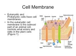 Check spelling or type a new query. Erin And Brooke Prokaryotic Cells Prokaryotic Cells Bacteria It Has No True Nucleus Or Organelles Instead It Just Has Dna Rna Chrosomes Cytoplasm Ppt Download