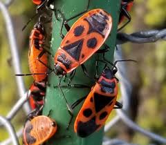 Maybe you would like to learn more about one of these? Have You Seen This Red And Black Bug Onnurserycrops Blogonnurserycrops Blog