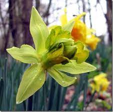 Van Sion Daffodil Daffodils Outdoor Plants Plants