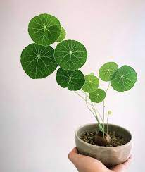 Smart Plant Plant Care App On Instagram There Is A Beauty In Simplicity And The Stephania Erecta Is A Wonderful Example It Plant Care Plants Plant Leaves