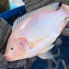 Tahap2 yang harus dilakukan pada budidaya ikan tilapia merah 1. Pembekal Dan Pemborong Ikan Talapia Merah Air Bukit Negeri Sembilan Home Facebook