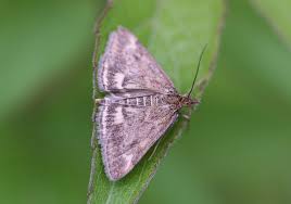 Image result for Pyrausta despicata