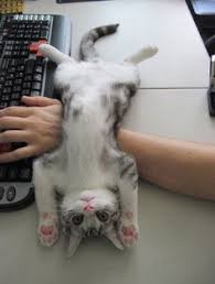 Kedi Kedi Kedi Bir Kedinin Babasi Olmak Kolay Degildir B L