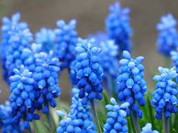 Flor Azul Nomes Significados Tipos E Fotos De Flores Azuis