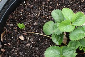 Erdbeeren sind krautig wachsende pflanzen, deren früchte in bodennähe wachsen. Frigo Erdbeeren Vom Pflanzen Bis Zum Lagern Plantura