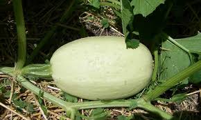 How to plant spaghetti squash: When To Pick Spaghetti Squash For Perfection Epic Gardening