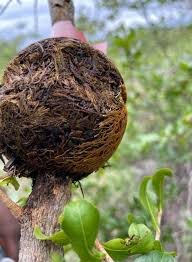 Image result for Brackenridgea zanguebarica