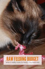 What do the experts say about feeding pets raw diets? Cost Of Feeding Raw Cat Food Does It Really Cost A Small Fortune