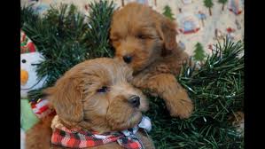 We take great pride in the quality of our goldendoodle puppies. Lets Play Kennels Goldendoodle Puppies Available