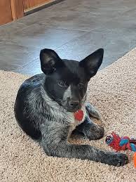 Are You a Cat Person or a Dog Person? | Page 4 | Bronco6G - 2021+ Ford Bronco & Bronco Raptor Forum, News, Blog & Owners Community