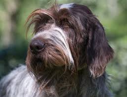 Image result for griffon korthalsův