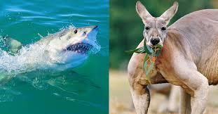 However, only because these animals could kill you, it doesn't mean that they will attack. Forget Sharks These Are The Deadliest Animals The New Daily