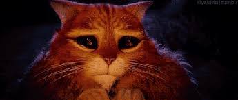 Cat (animal), kitty, kitten, cute, cats, kittens. Shrek Cat Look Page 1 Line 17qq Com