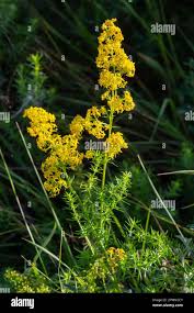 Image result for Galium verum