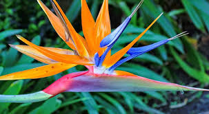 Image result for Strelitzia