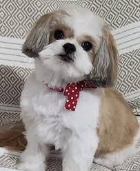 Meet my furbaby Lily...she goes to get her teeth cleaned tomorrow.. her  blood tests came back good..im kinda leary tho becuz she is 10yrs old..im  having second thoughts...any advice I'd appreciate..thank you