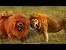 Red Tibetan Mastiff