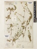 Image result for Coelachyrum