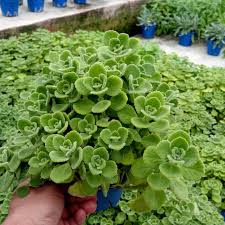 Tanaman herba kini semakin menjadi pilihan sebagai hiasan landskap di rumah. Anak Pokok Herba Vicks Herb Cuban Oregano Live Plants Succulents Plants Pokok Hidup Pokok Hiasan Pokok Oregano Vicks Shopee Malaysia