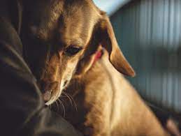 Can Dogs Have Panic Attacks Great Pet Care