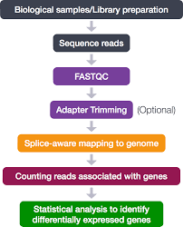 Alignment With Star Introduction To Rna Seq Using High Performance Computing Archived