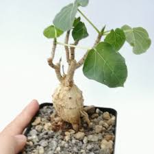 Image result for Ficus abutilifolia
