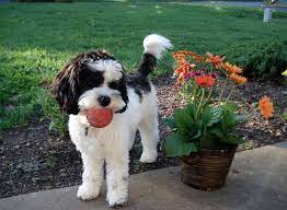 Lancaster puppies has your cockapoo puppy. Goldendoodle Puppies And Cockapoo Puppies In Virginia By Carriage House Premium Goldendoodle Breeder
