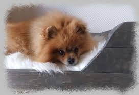 hundeseng pomeranien hunde tiere