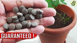 How to make your plants grow faster. Grow Plants Faster With This Proven Scientific Method Mycorrhizae Youtube