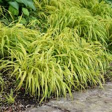 Image result for Microchloa afra