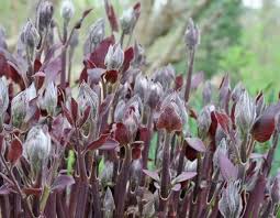 Image result for Clematis recta atropurpurea