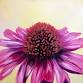 Paint Nite: Coneflower Pop