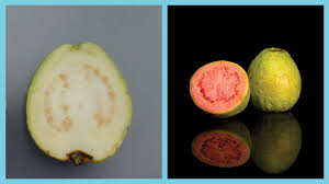 What does jambu batu mean in malay? Jambu Biji Daun Dan Buahnya Berkhasiat Obat Greeners Co