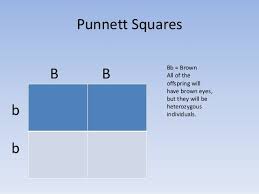 These are the same gene but just differ in how they are expressed. Punnett Squares
