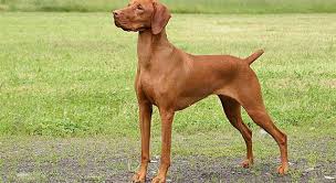 While your special bond lets you understand each other to a certa. What Dog Breed Is This Trivia Questions Quizzclub