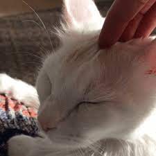 Good Morning Cat Gif Wifflegif